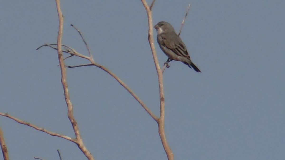 Plumbeous Seedeater - ML646375510