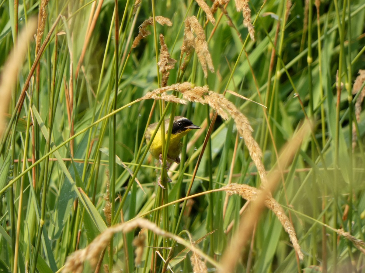 カオグロアメリカムシクイ - ML646375512