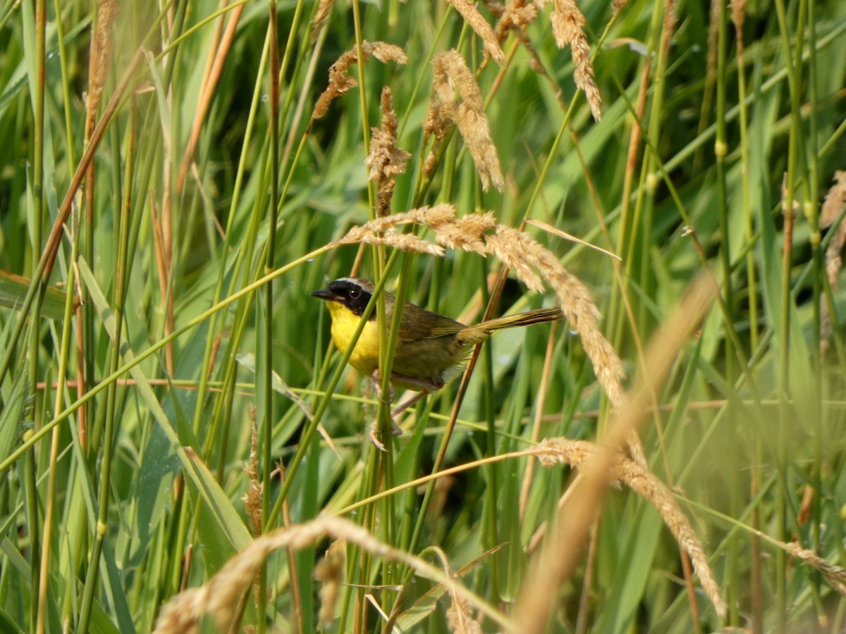 Common Yellowthroat - ML646375513