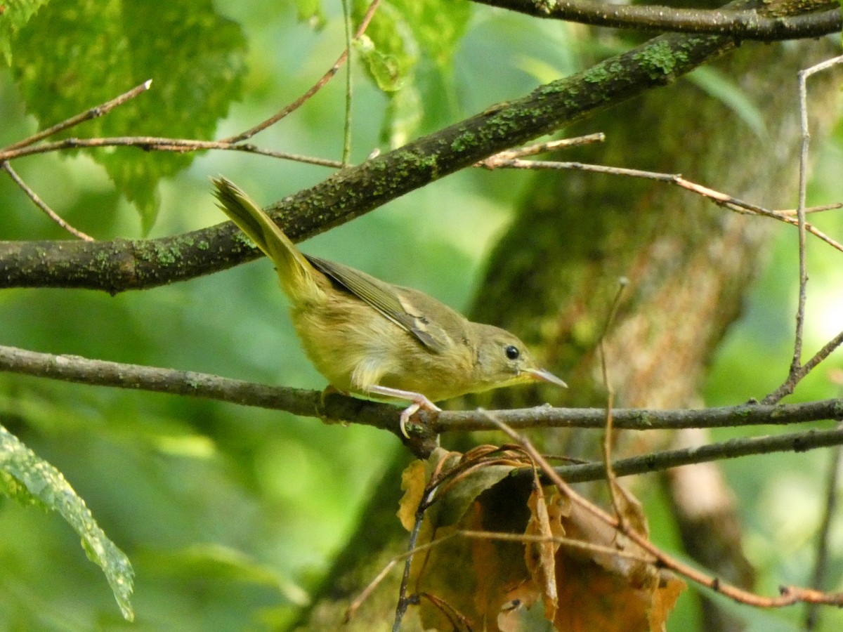 カオグロアメリカムシクイ - ML646375514