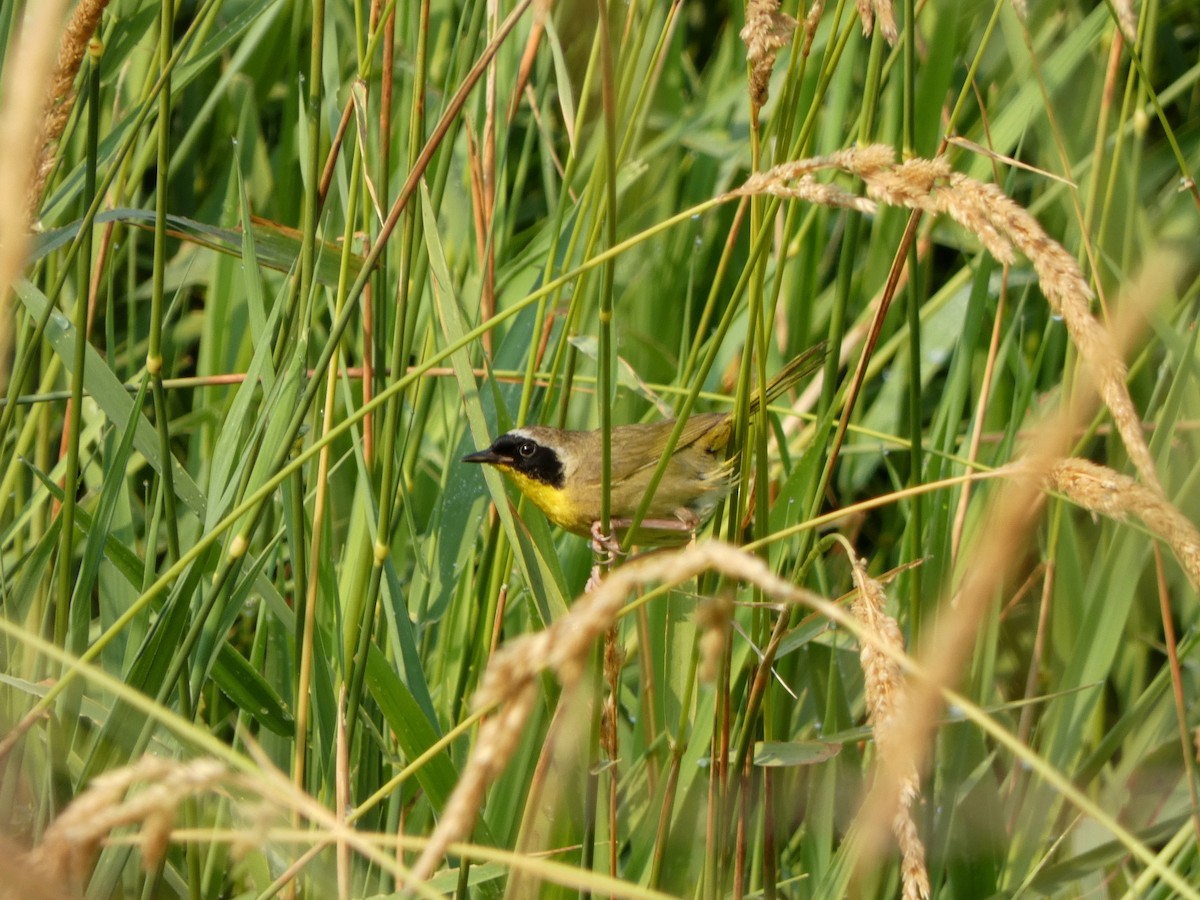 カオグロアメリカムシクイ - ML646375516