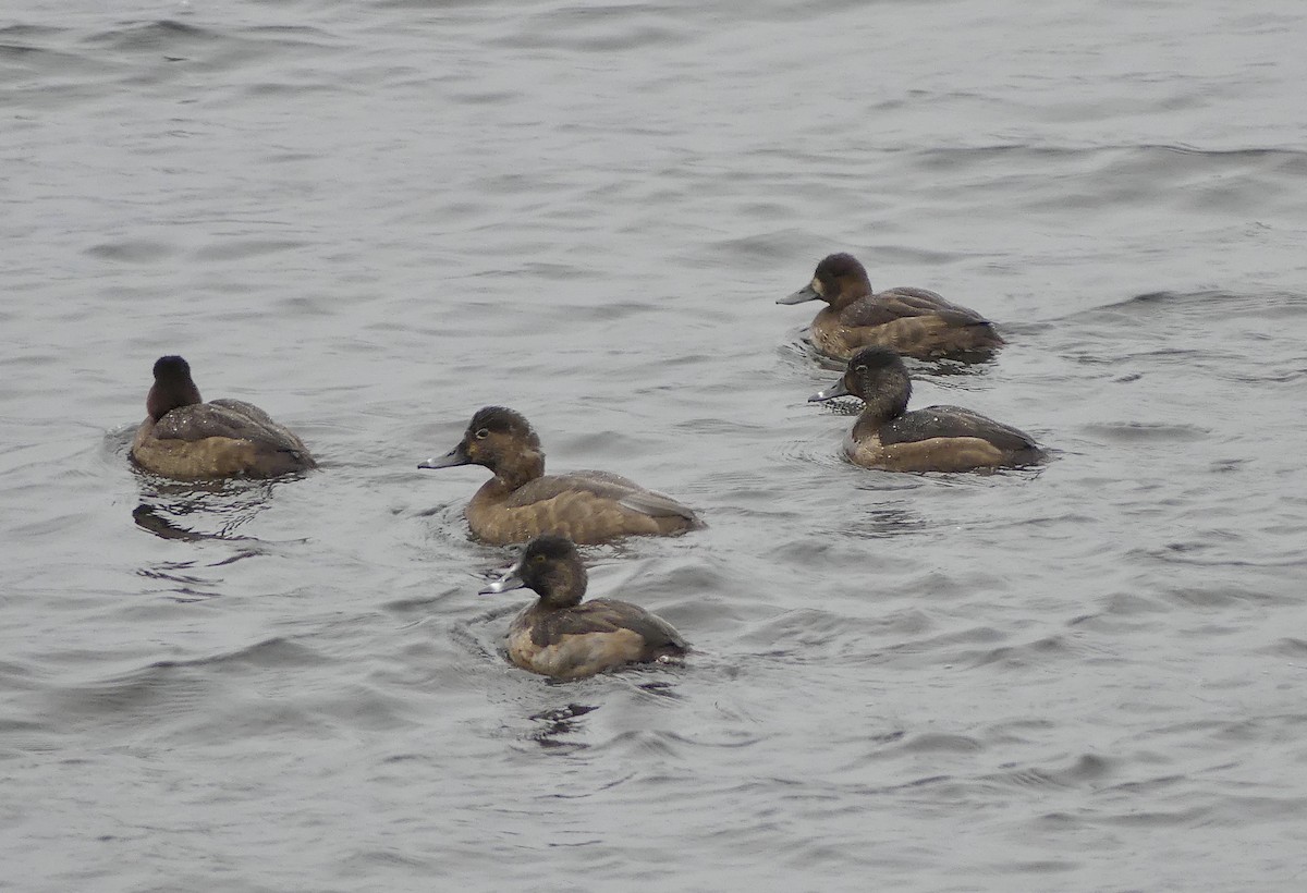 クビワキンクロ - ML646375519