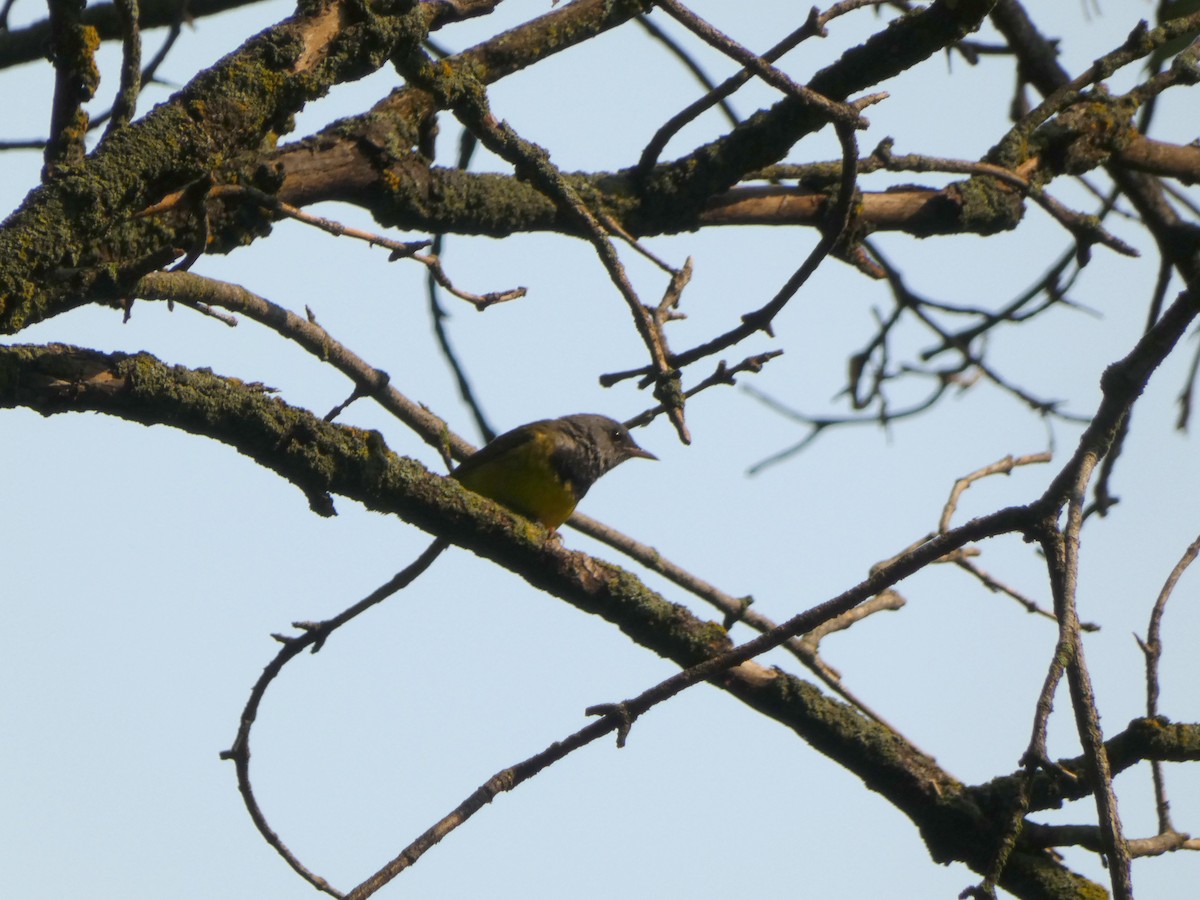 ノドグロアメリカムシクイ - ML646375520