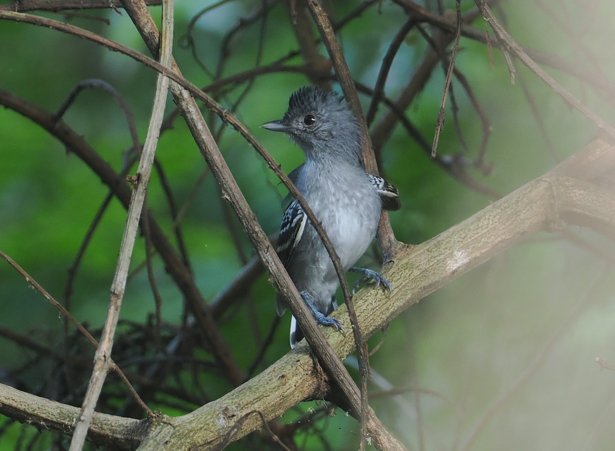 Bolivian Slaty-Antshrike - ML646375521