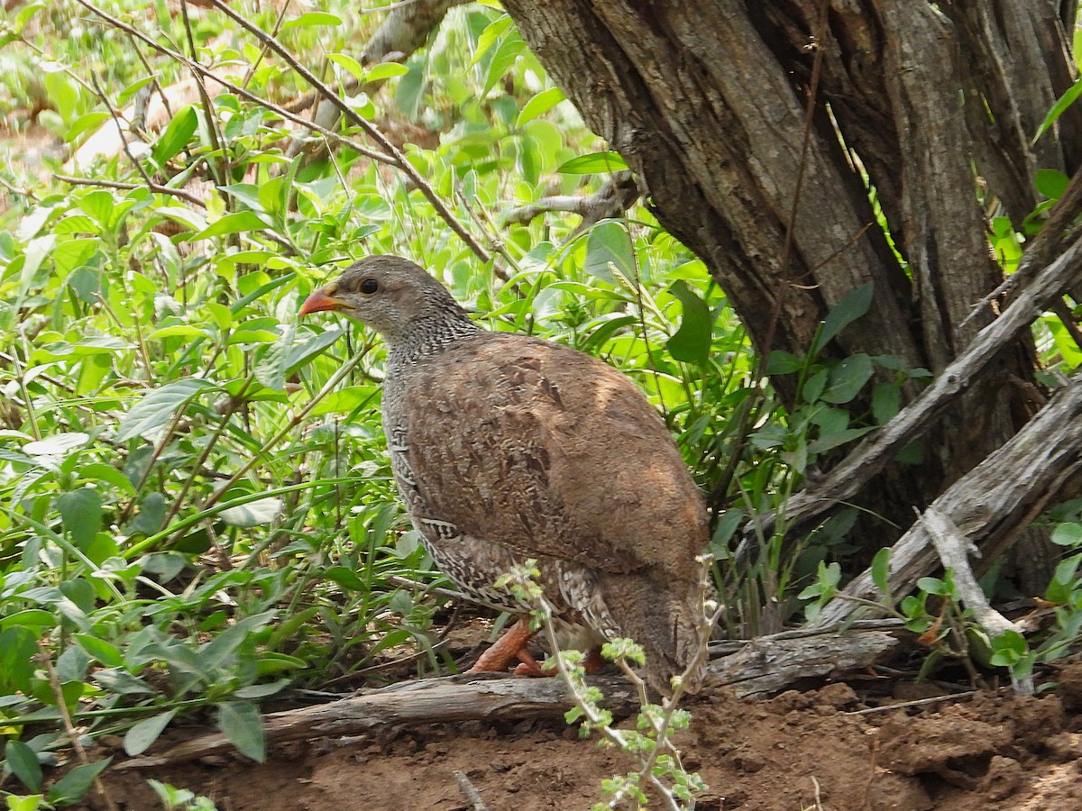 Natal Spurfowl - ML646375522