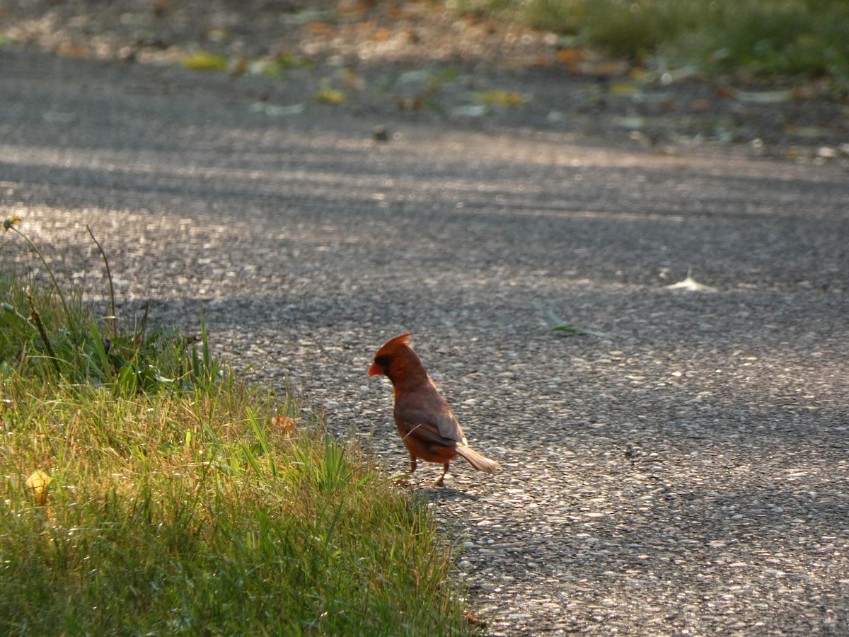 ショウジョウコウカンチョウ - ML646375523