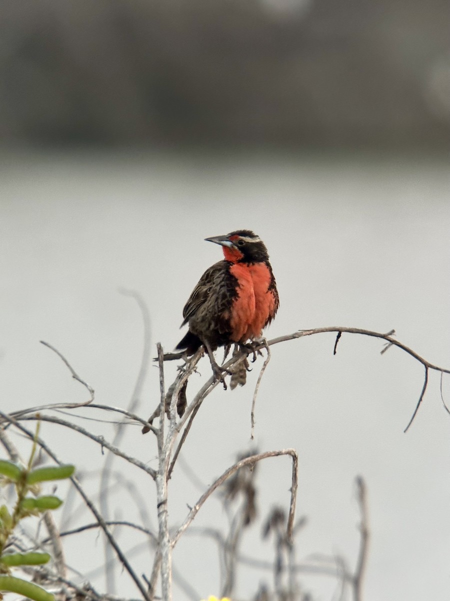 オナガマキバドリ - ML646375524