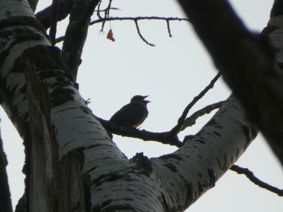 ルリノジコ - ML646375525