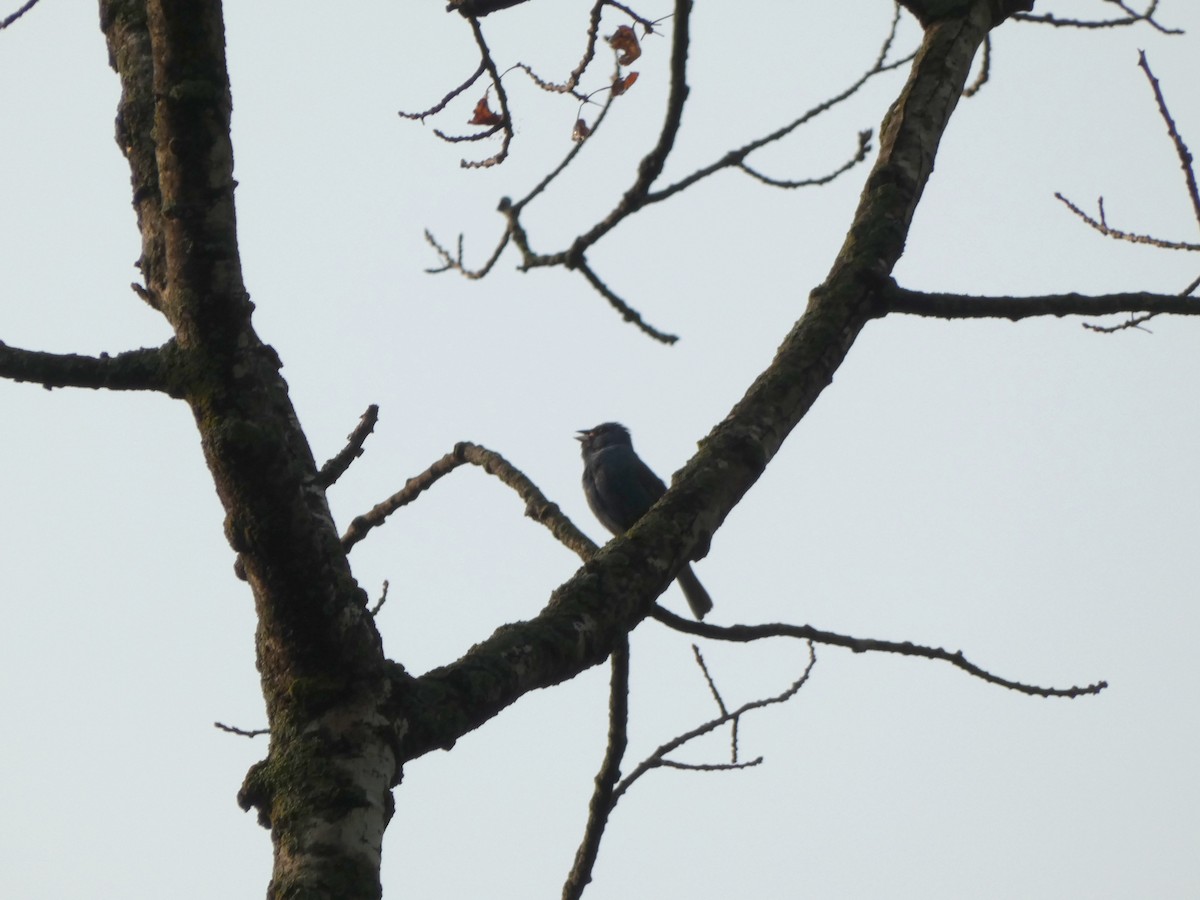 ルリノジコ - ML646375526