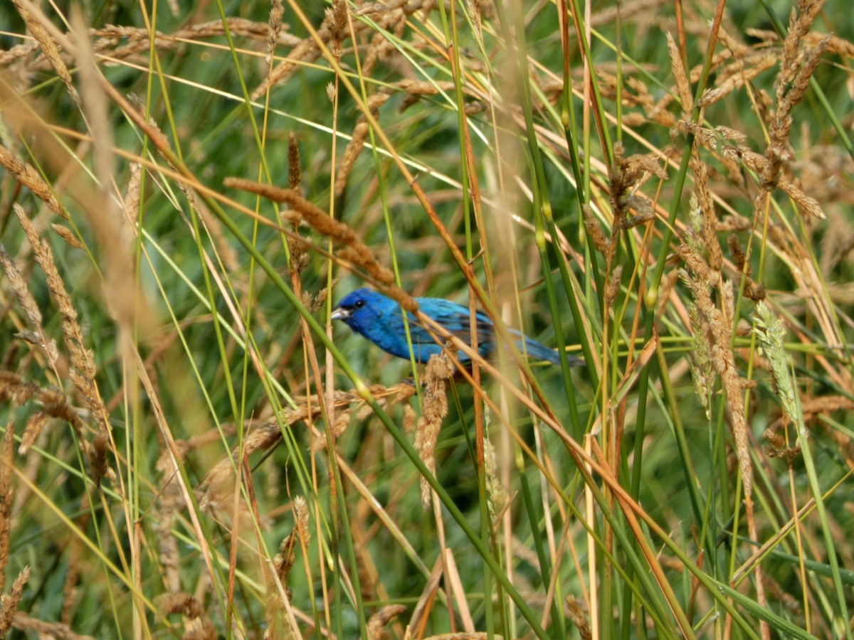 ルリノジコ - ML646375527