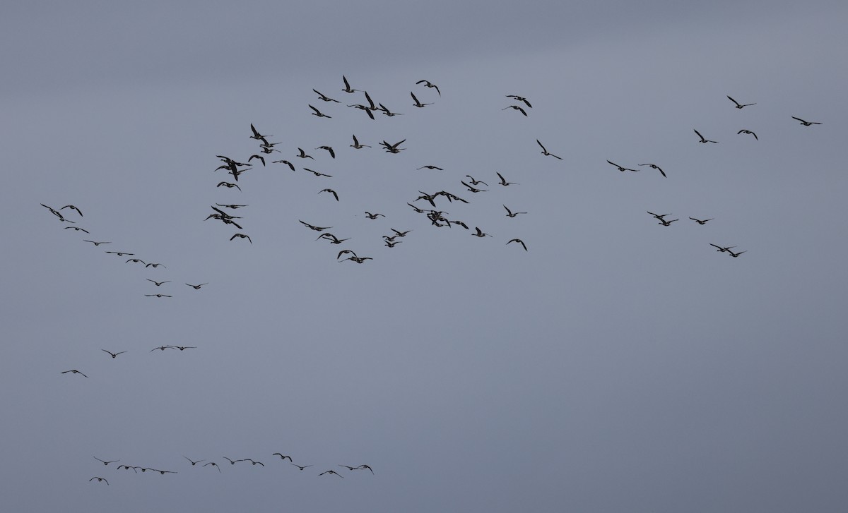 カナダガン - ML646375528