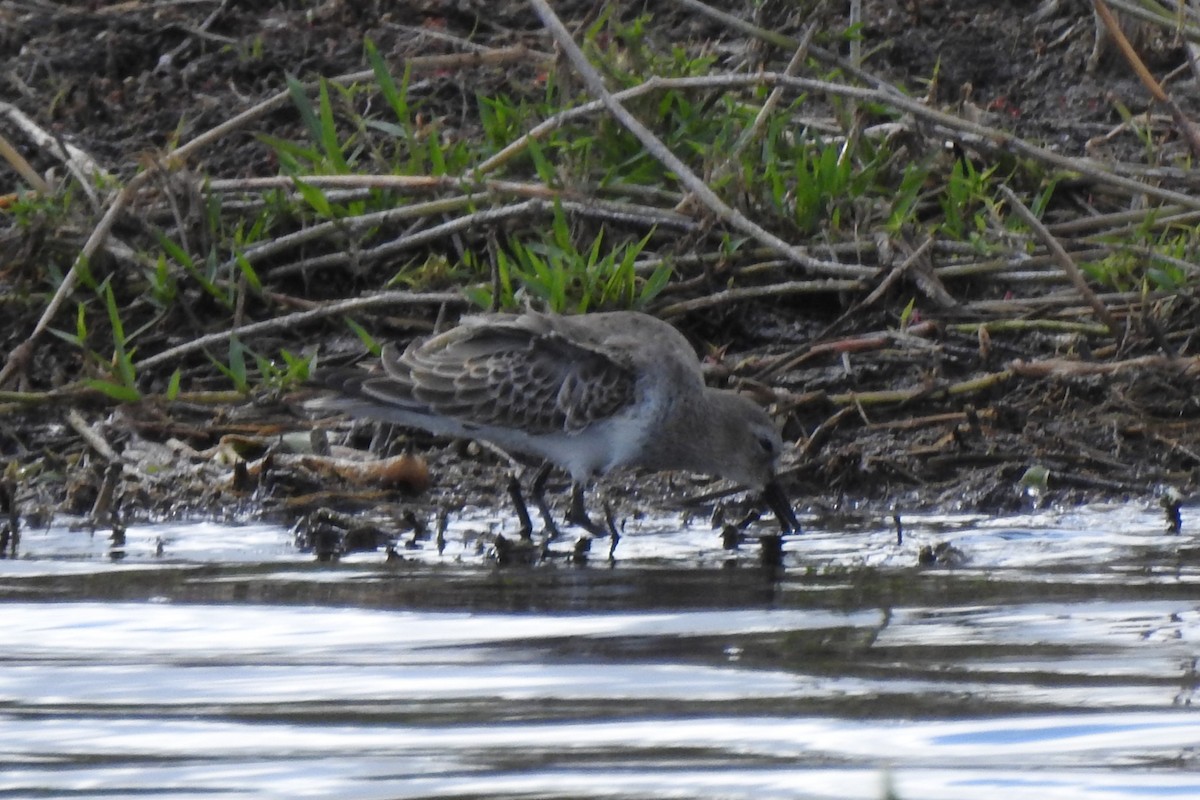 ハマシギ - ML646375530