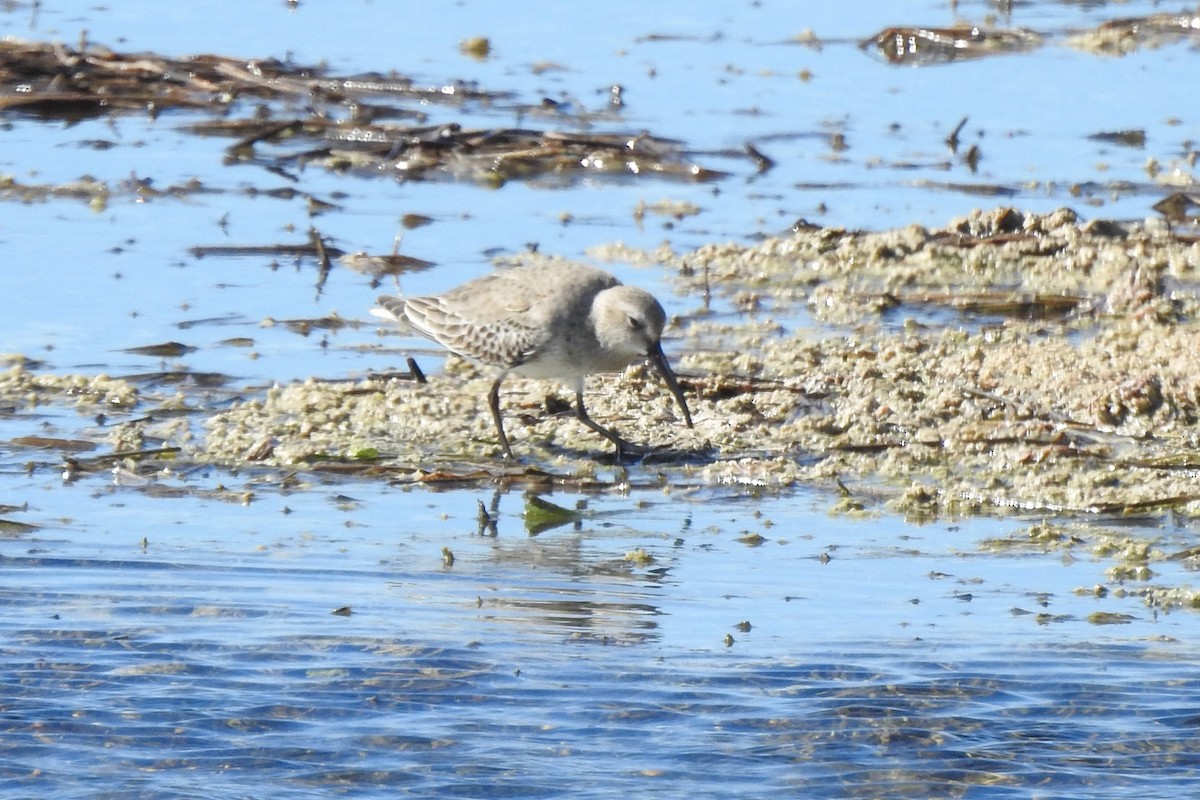 ハマシギ - ML646375531