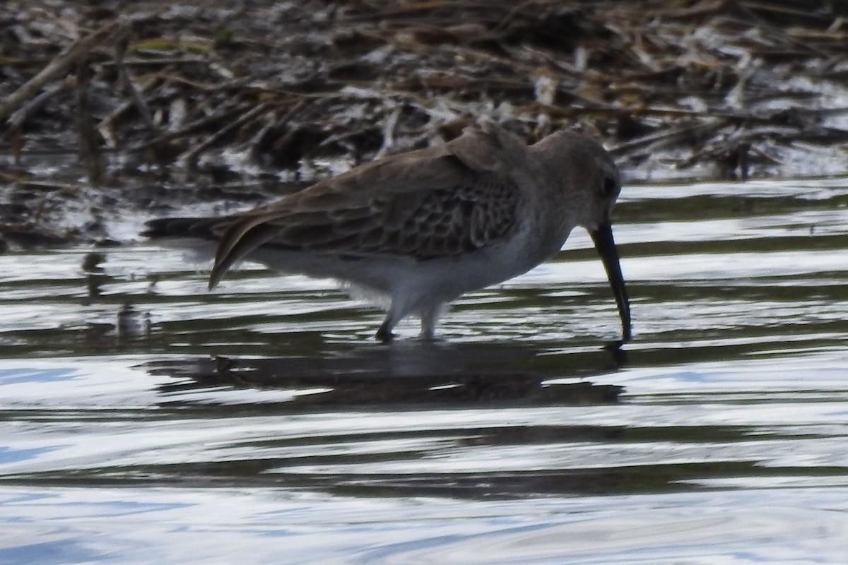 ハマシギ - ML646375532