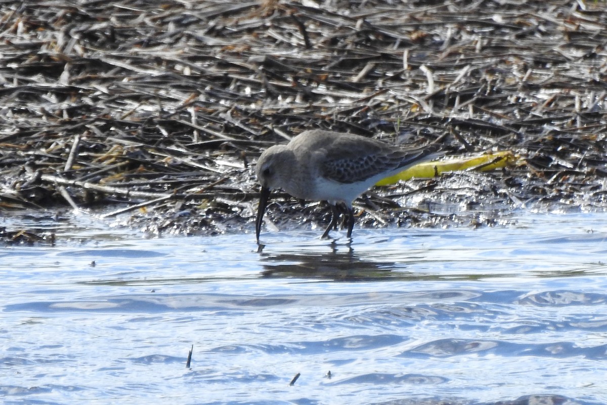 ハマシギ - ML646375533