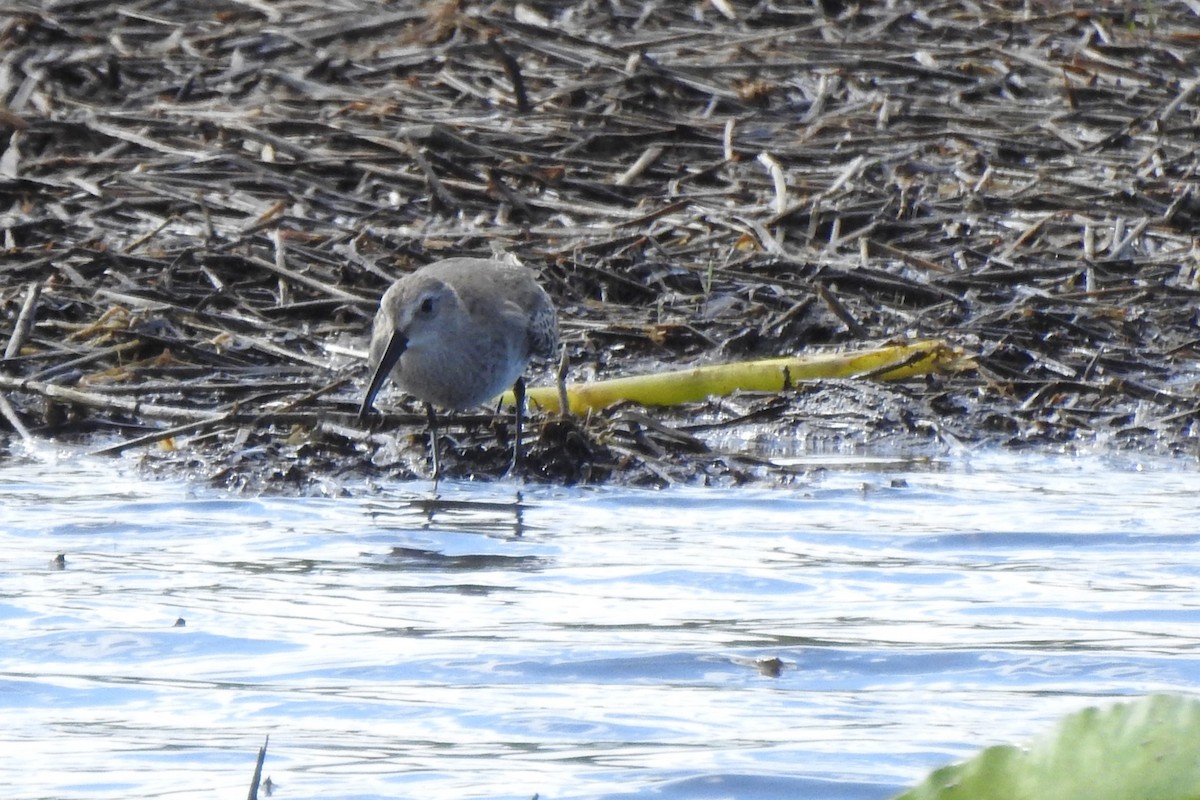 ハマシギ - ML646375534