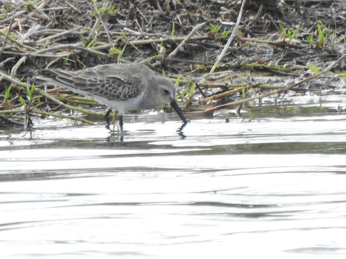 ハマシギ - ML646375535