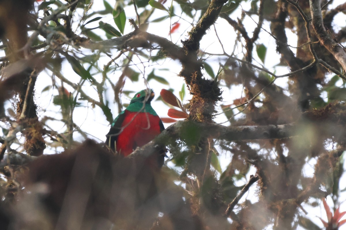カンムリカザリキヌバネドリ - ML646375538