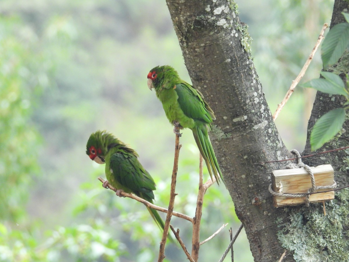 ベニガオメキシコインコ - ML646375540