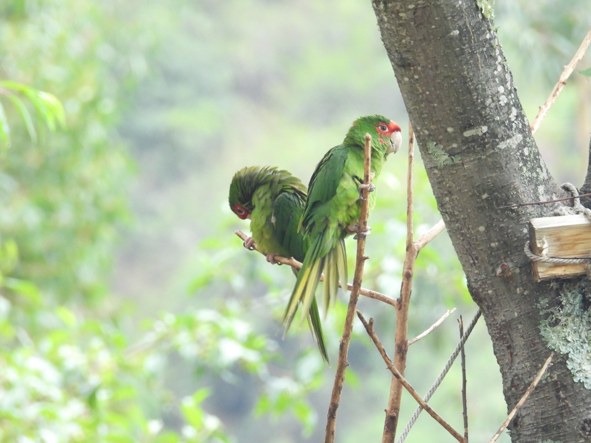 ベニガオメキシコインコ - ML646375541