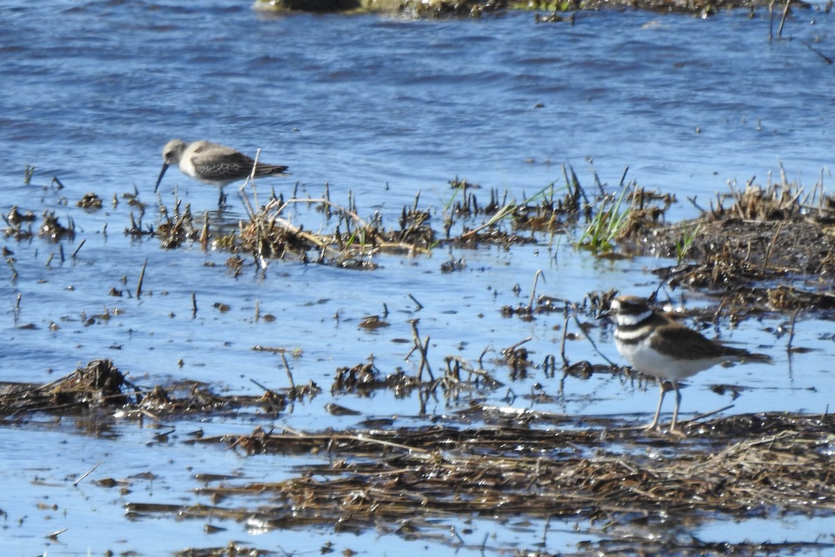 フタオビチドリ - ML646375542