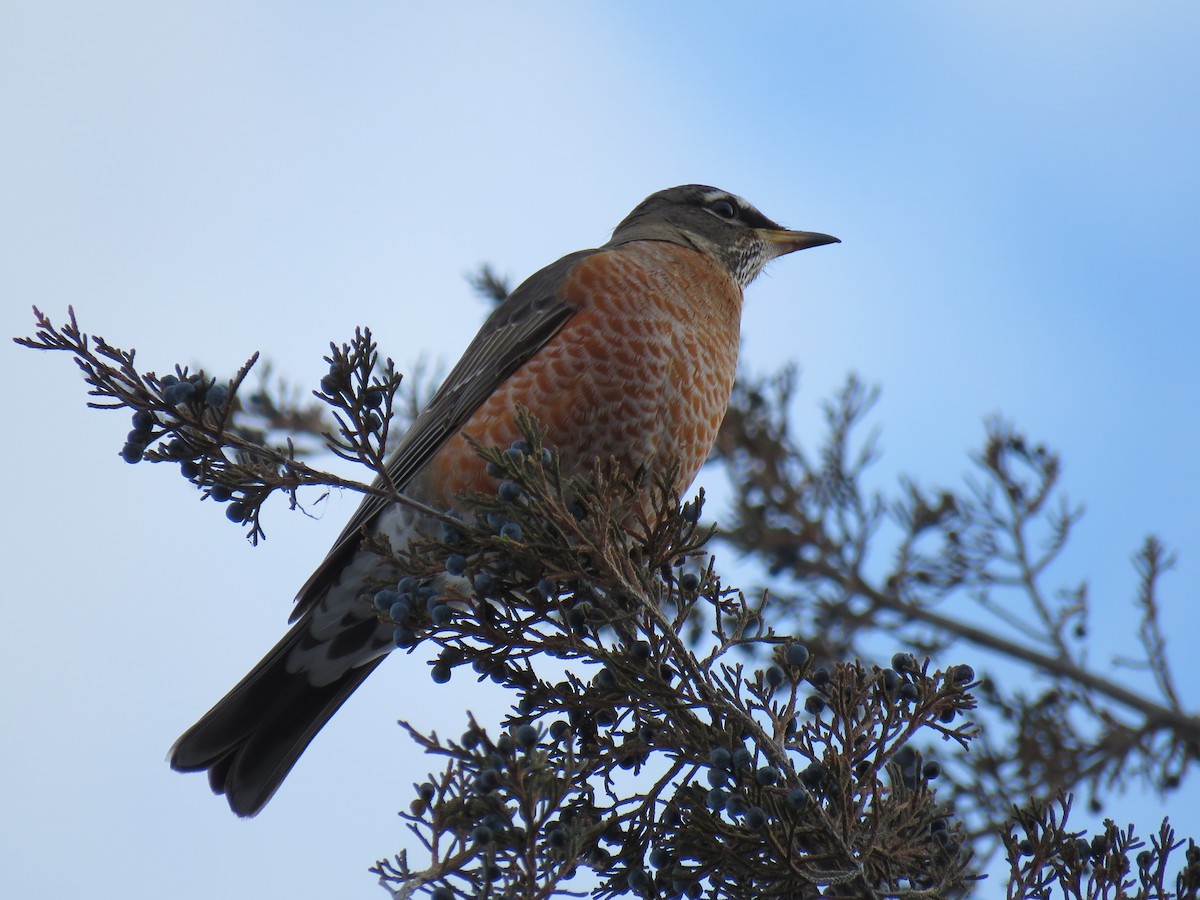 コマツグミ - ML646375544