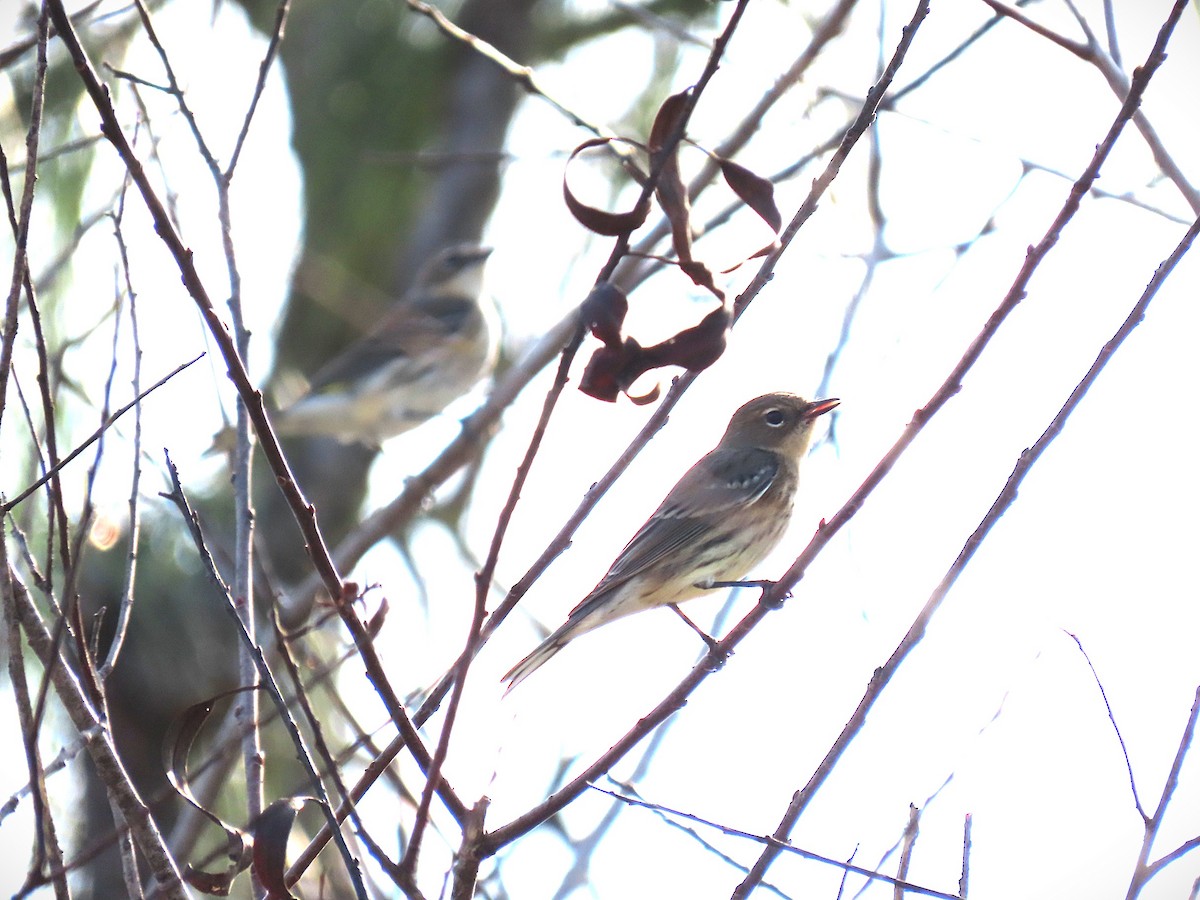 キヅタアメリカムシクイ - ML646375545