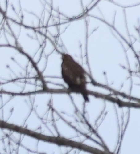 ハイタカ属 - ML646375554