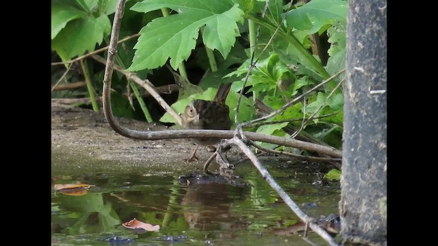 ヌマウタスズメ - ML646375555