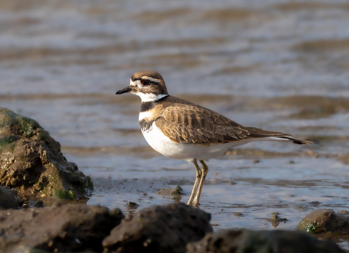 フタオビチドリ - ML646375556