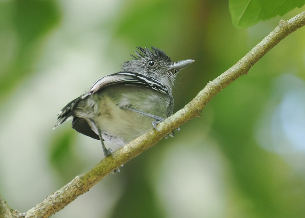 Bolivian Slaty-Antshrike - ML646375557