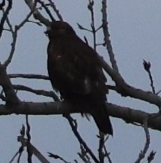 Accipitrine hawk sp. (former Accipiter sp.) - ML646375560