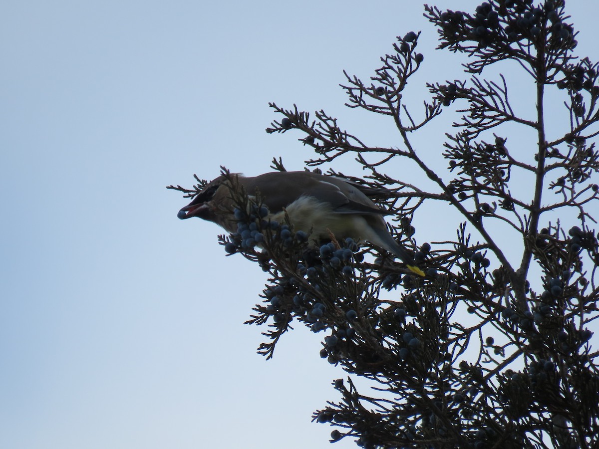 Cedar Waxwing - ML646375563