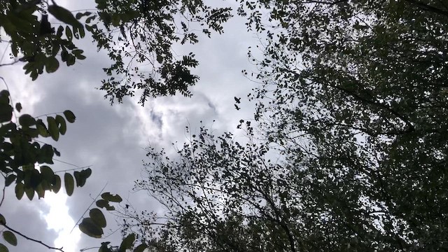 Cuervo Americano - ML646375564