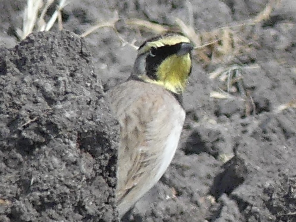 Alondra Cornuda - ML646375565