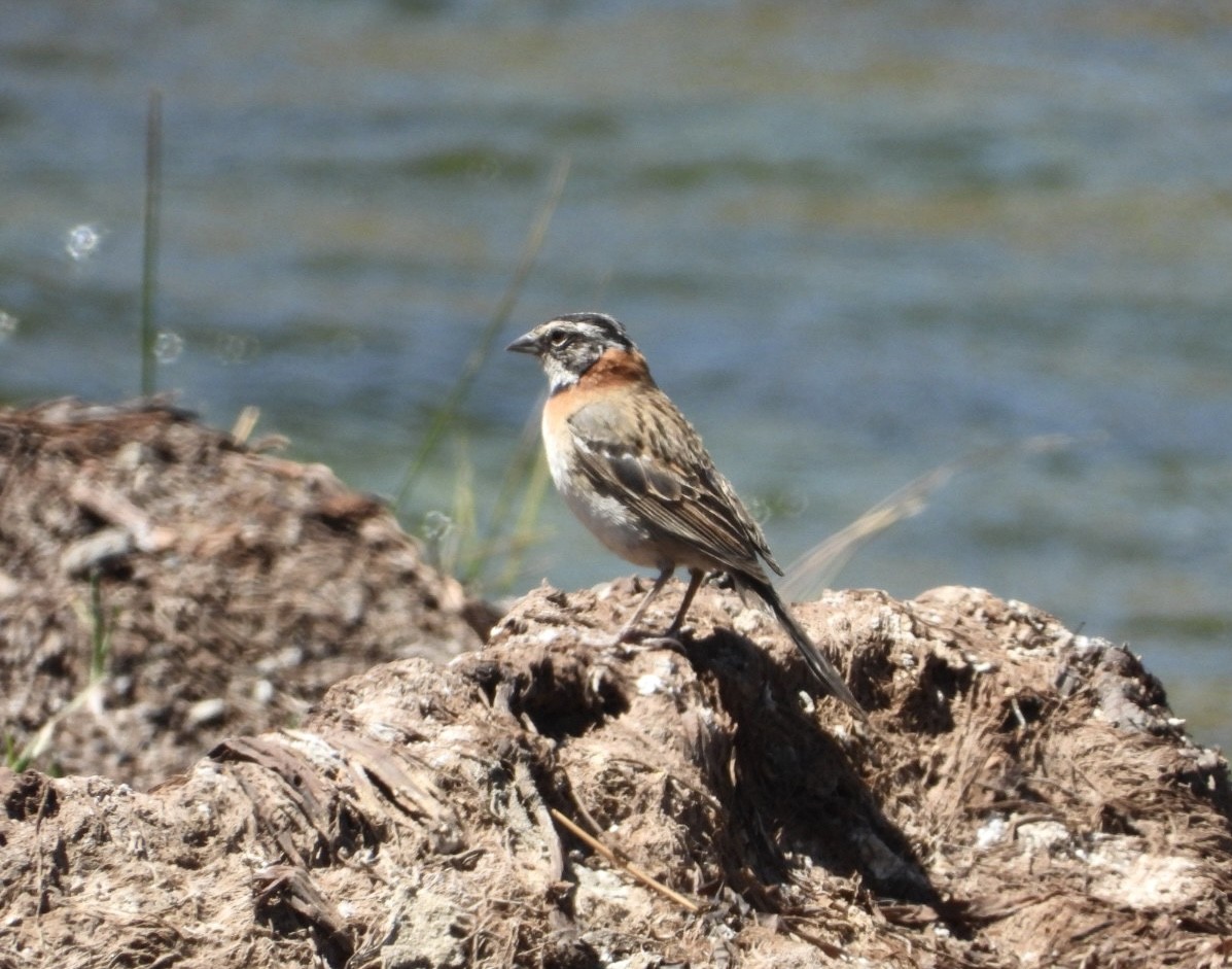 Rufous-collared Sparrow - ML646375567