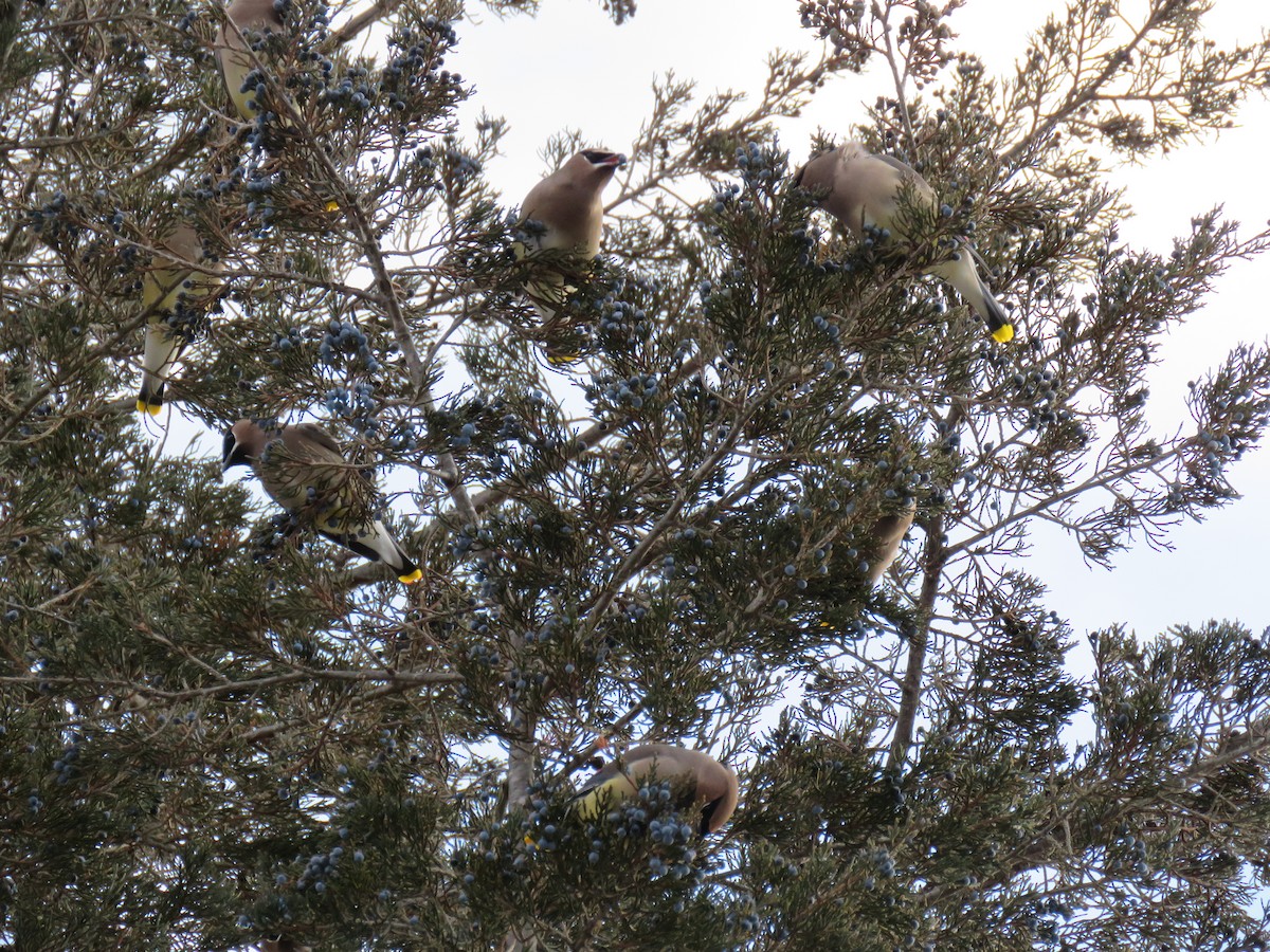 Cedar Waxwing - ML646375570