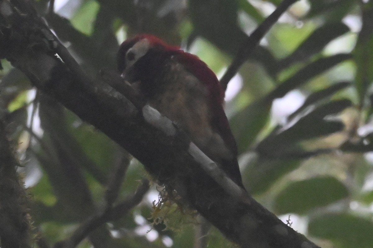 Crimson-mantled Woodpecker - ML646375571