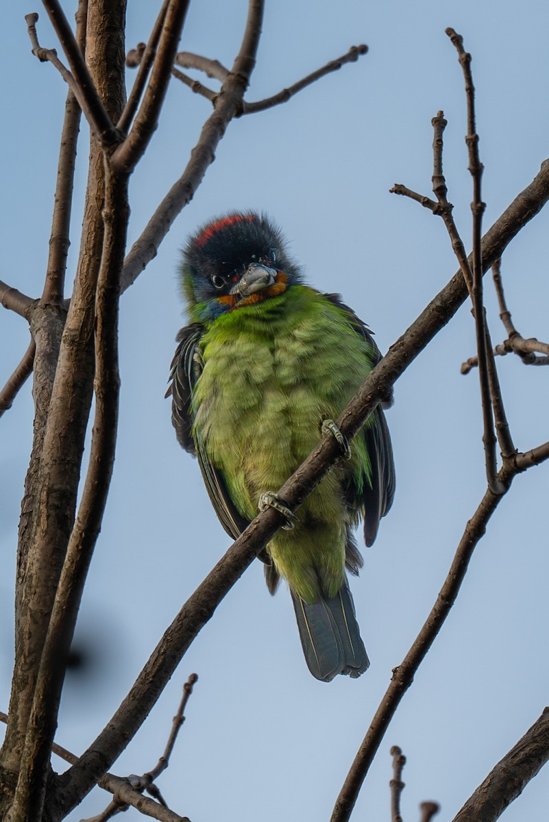 barbet chajnanský - ML646375574