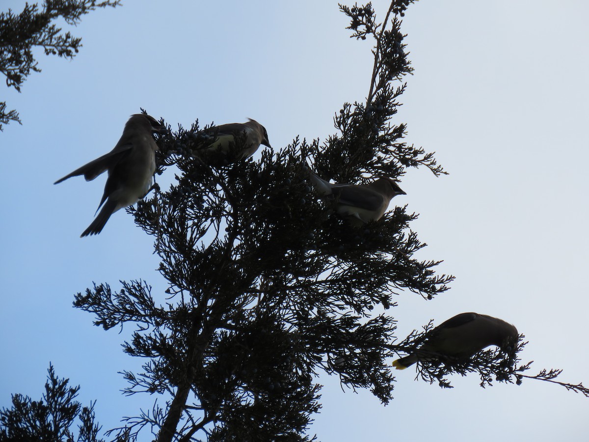 Cedar Waxwing - ML646375577