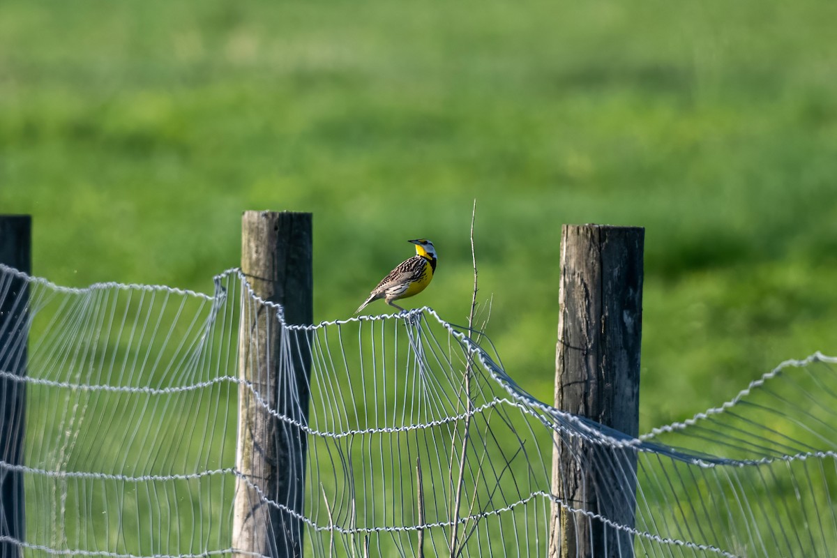 Eastern Meadowlark - ML646375578