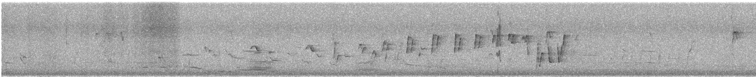 Noisy Scrub-bird - ML646375579