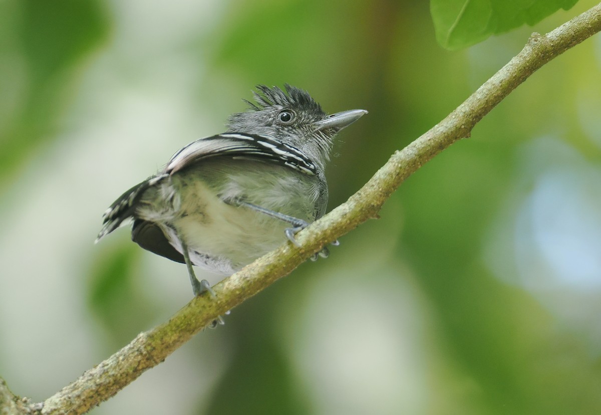 Bolivian Slaty-Antshrike - ML646375580