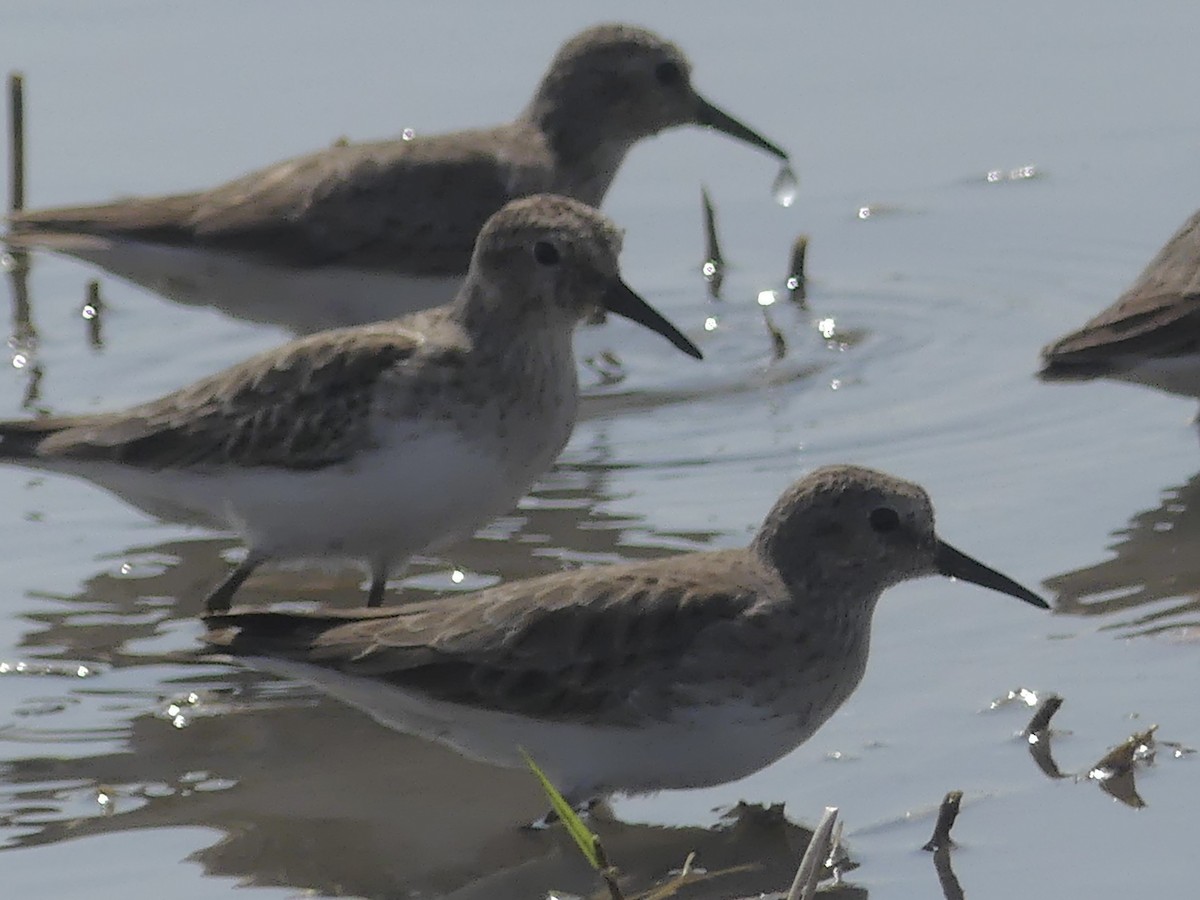 Least Sandpiper - ML646375585