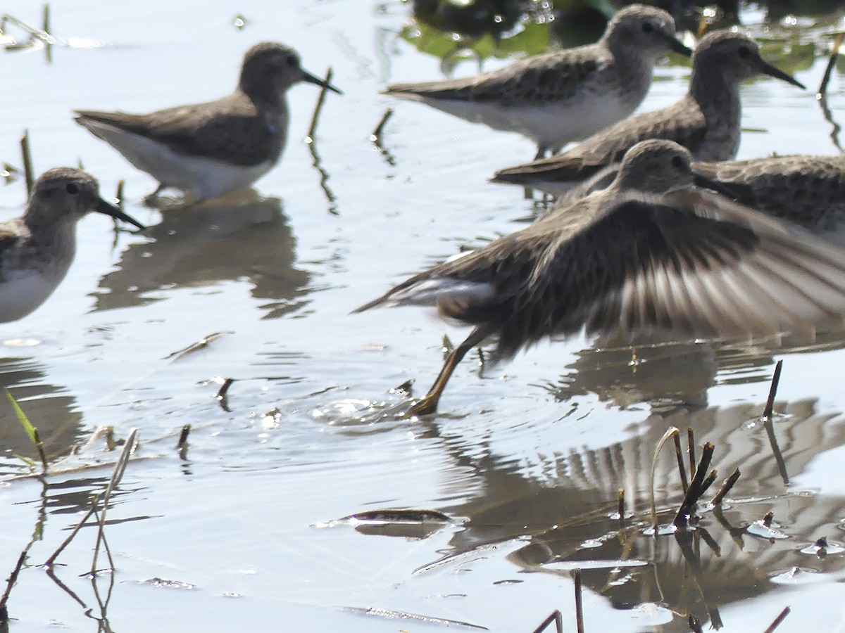 Least Sandpiper - ML646375586