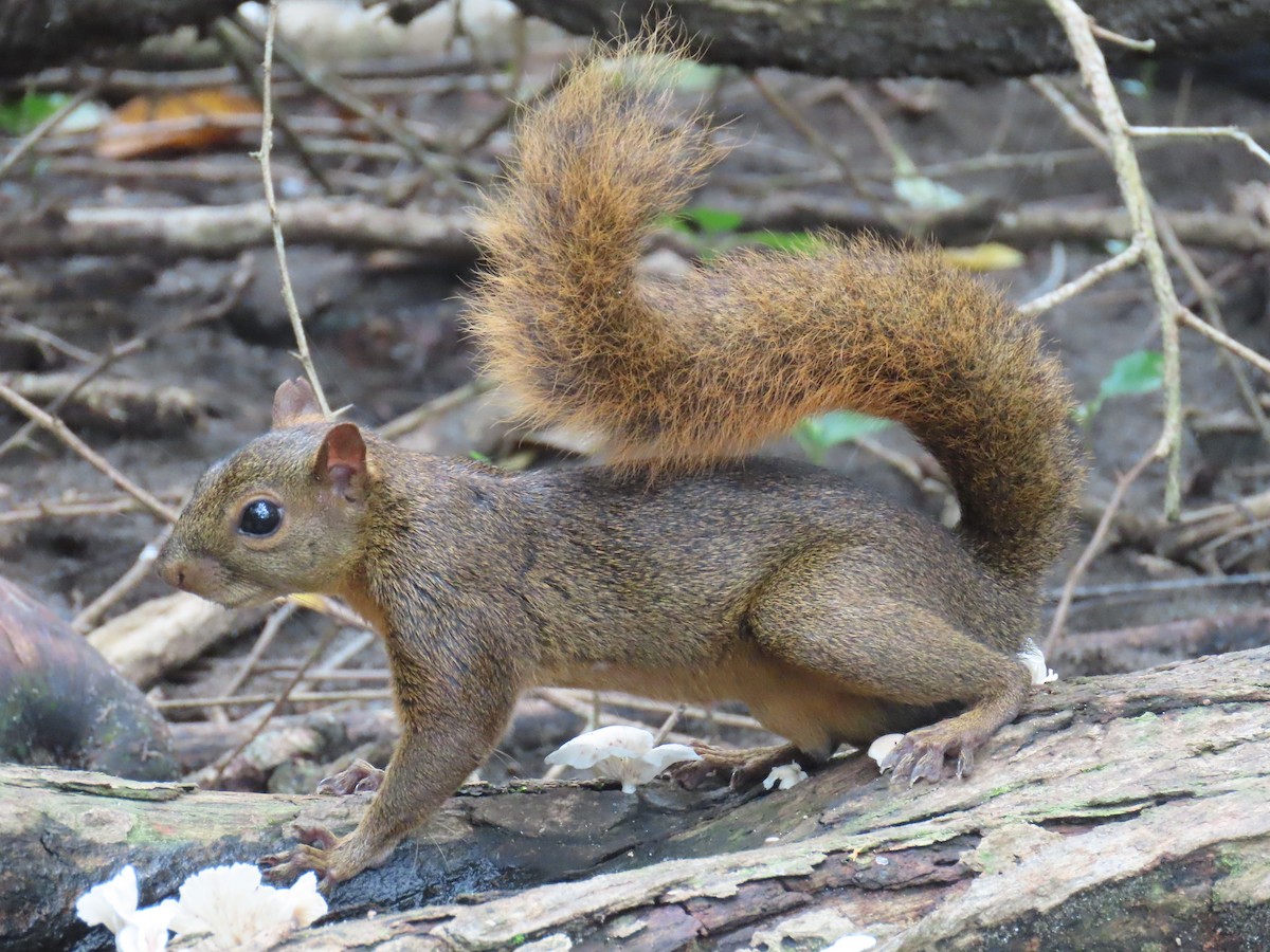 Animali - ML646375588