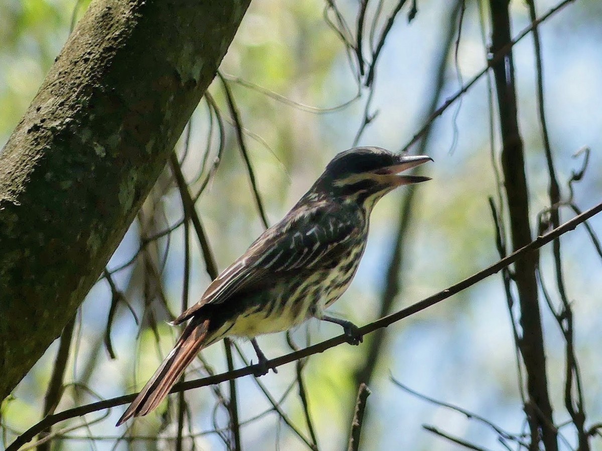 Streaked Flycatcher - ML646375591