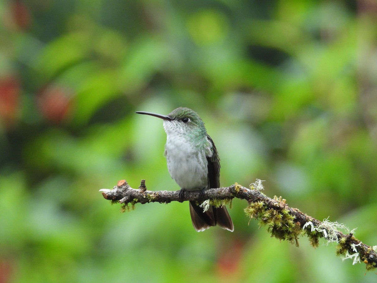 White-bellied Woodstar - ML646375592