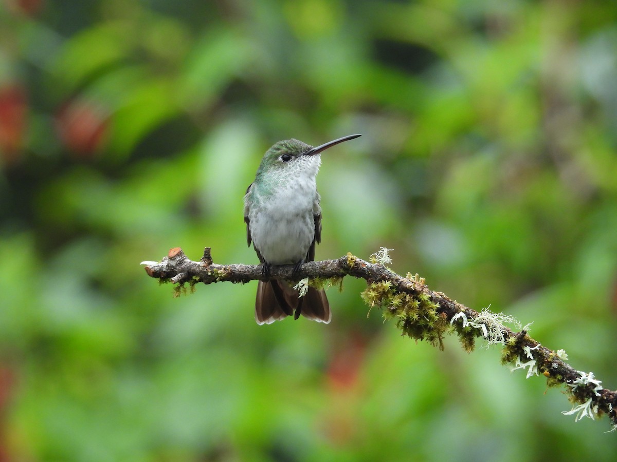 White-bellied Woodstar - ML646375594
