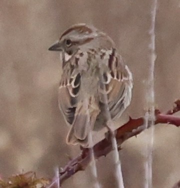Song Sparrow - ML646375595